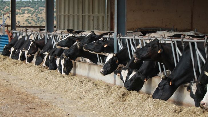 La Comisión Europea lanza una primera previsión de subida del precio de la leche de vaca en diciembre hasta los 32,47 € .