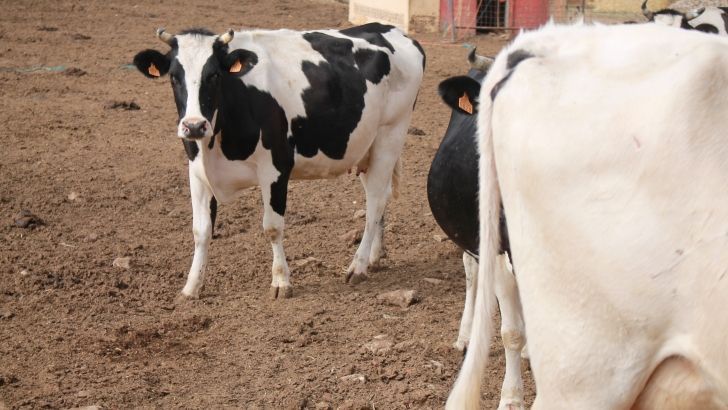 LTO establece el precio medio de la leche en Europa en los 30,86 € en noviembre de 2016, un 5.8% más alto que hace un año .