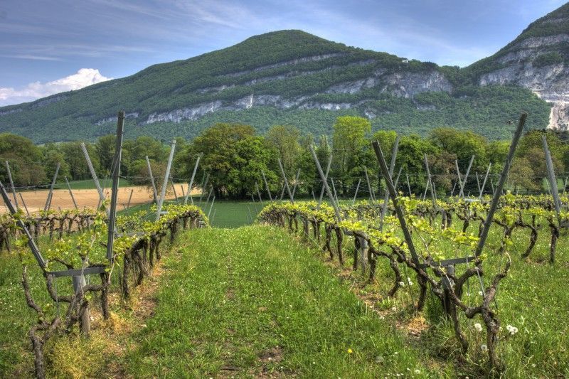 La producción de vino y mosto de la cosecha 2016 – 2017 alcanza los 42,5 millones de hectolitros.