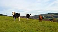 Crece el consumo de leche ecológica: no hay vacas para tanto hípster.