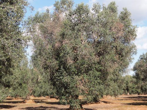 Prohibida la salida de especies vegetales de Baleares para evitar la propagación de la Xylella fastidiosa.