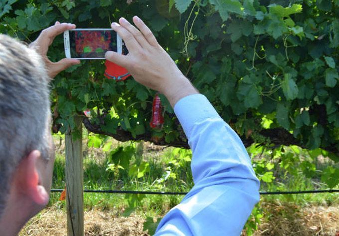 Nueva app para medir el estrés hídrico en el viñedo.
