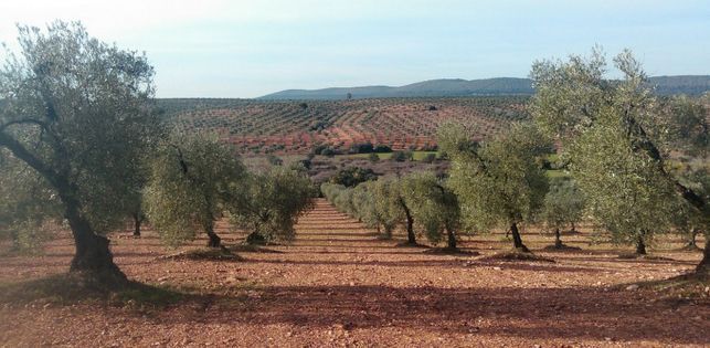 La producción extremeña de aceite de oliva rondará las 48.000 toneladas .