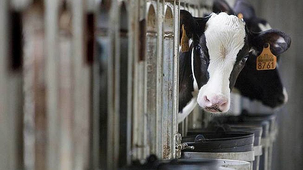 Leche ecológica: un salvavidas para las ganaderías asturianas.