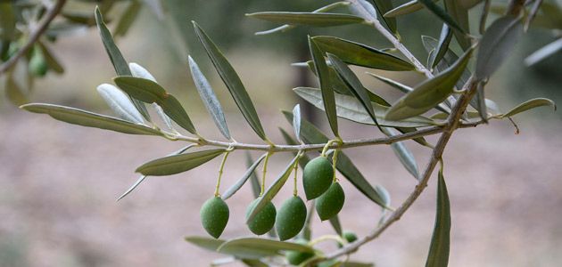 La DOP Aceite de La Rioja premiará la excelencia del AOVE riojano.