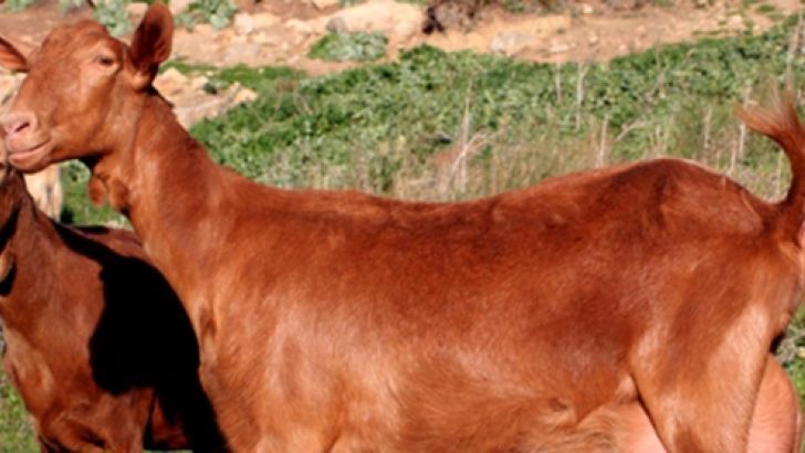 UPA Andalucía pide para los productores de leche de cabra las mismas ayudas que para los de vaca .