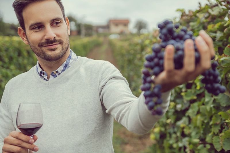 ¿Qué son los vinos de “terroir”?.