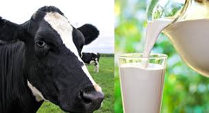 79 Granjas gallegas cuentan con certificación para producir leche ecológica.
