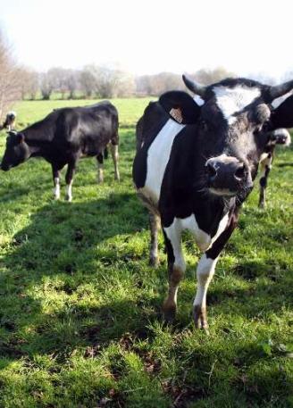 El 60% de las granjas de leche cerradas en España son gallegas.
