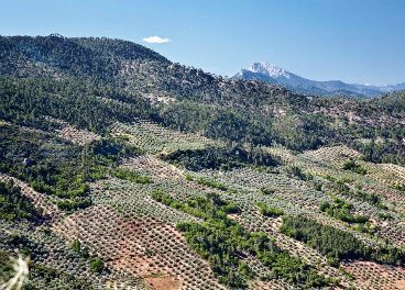 Olivar de Segura negocia nuevos proyectos de futuro para 2017.