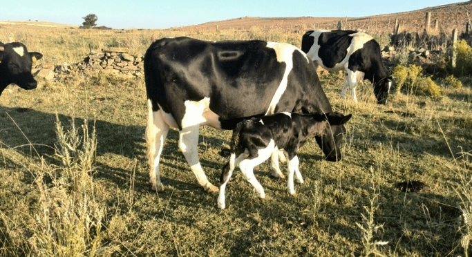 205 ganaderos de vacuno de leche se van a beneficiar de las ayudas de minimis por valor de 12,6 millones de euros .