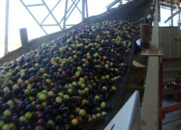 Se quedó corta la producción de aceite de oliva en enero.