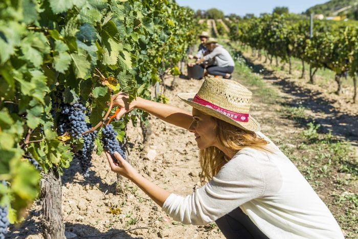 Bodegas Torres ofrece la ‘Mejor experiencia enoturística’ según Drinks International.