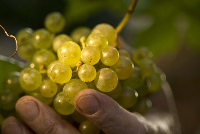 Andalucía abre hasta el 15 de marzo la convocatoria de solicitud para nuevas plantaciones de viñedo.