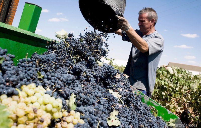 La CE garantiza la continuidad de los programas de apoyo al vino hasta 2023.