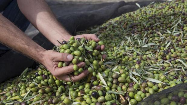 La producción de aceite de oliva en Castilla-La Mancha baja un 8% por las heladas.