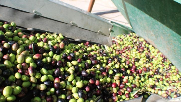 Unió de Pagesos calcula que la campaña de la aceituna será buena en Cataluña pero la producción de aceite se puede reducir un 15% por la climatología .