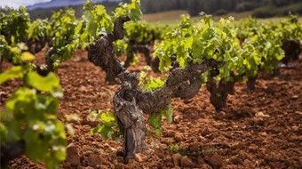 La DO Utiel-Requena expide un 6,9% más de contraetiquetas en 2016.