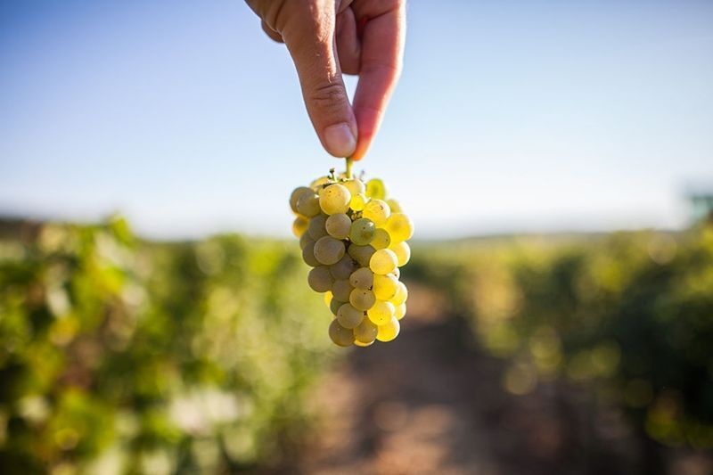 ¿Qué es un vino «millésime»?.