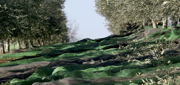La producción de aceite de oliva en enero fue de 518.200 t., la más alta de las últimas campañas.