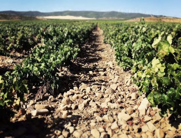 Muriel Wines compra 184 hectáreas de viñedo en Yerga.