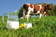 El precio de la leche de vaca en Asturias bajó un 2,76% en 2016.