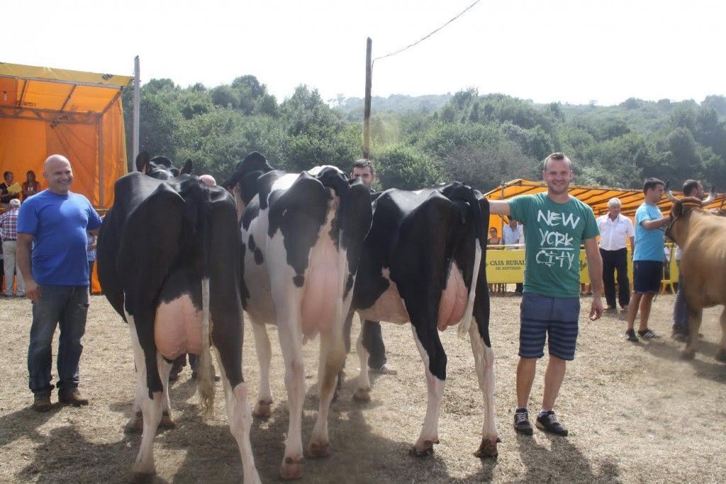 El Estado aprueba ayudas para paliar la crisis del vacuno de leche.