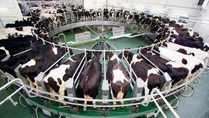 La macrogranja Soria: Un tsunami lácteo de 189 millones de litros de leche que arrasará hasta el Cantábrico.