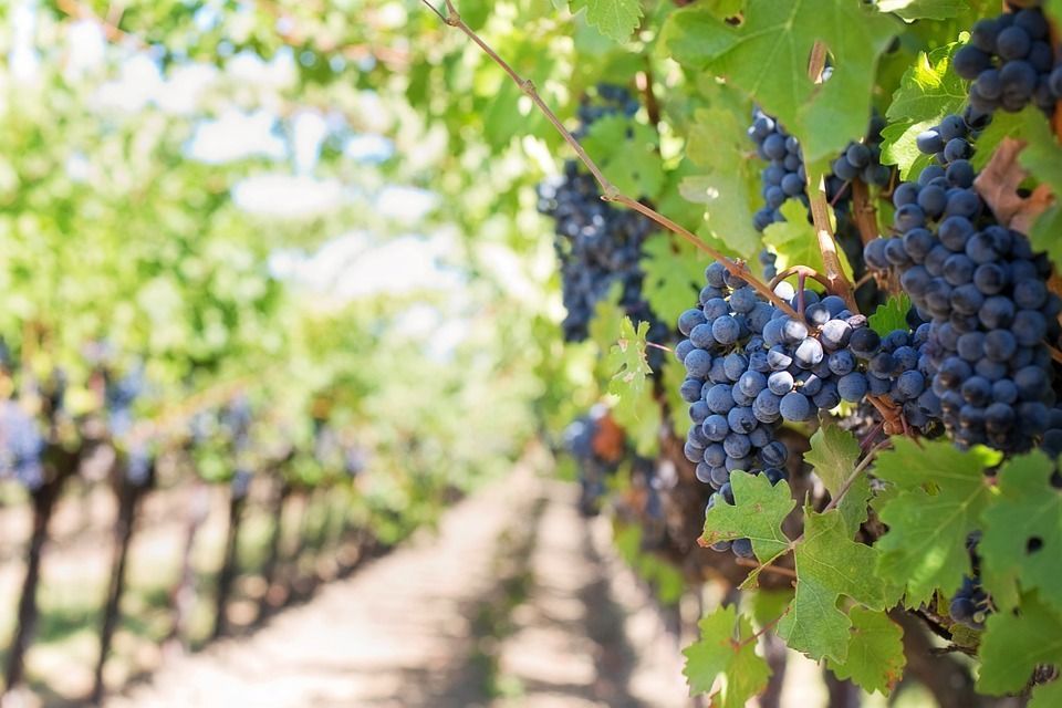 Palmarés de Garnachas del Mundo 2017.