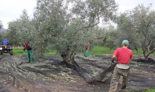 Los altos precios del aceite de oliva español ponen en riesgo las ventas al exterior.