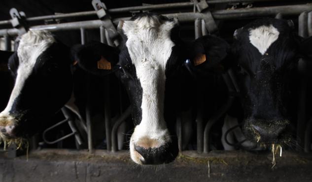 El litro de leche llega a los 30 céntimos en Galicia por primera vez en dos años.