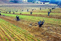 ¿Qué Denominación de Origen hace mejor vino?.