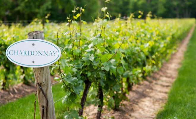 Chardonnay, la reina de los vinos blancos
