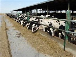 UGAMA pide soluciones para las explotaciones de vacuno de leche ante el cierre de un 7% de ellas en 2016.