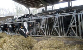 Álava cuenta con 5.205 vacas que producen unos 127.000 litros de leche al día.