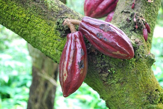 El cacao natural, un alimento con triple beneficio cardiovascular.