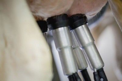 44 mil agricultores de la UE han reducido en casi 852 mil toneladas la producción de leche.