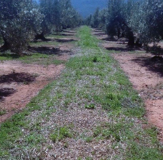 La API con DO Sierra de Segura suma ya 122 agricultores y más de 1.800 hectáreas.