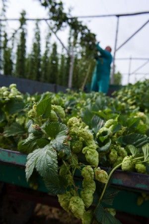 ¿Sabías que el 90% del lúpulo utilizado para producción de cerveza en España es nacional?.