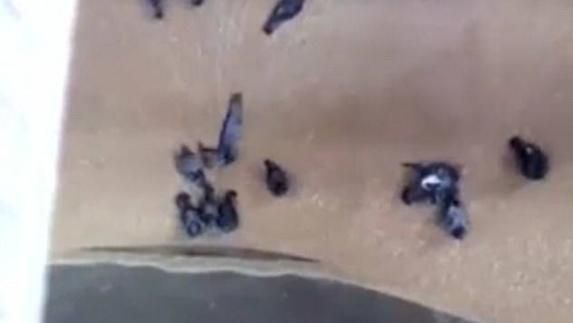 El falso vídeo de unas palomas succionadas en una fábrica de cerveza de Heineken en Sevilla.
