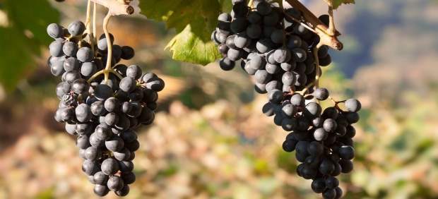 20 bodegas españolas participarán en el II Encuentro de Profesionales del Vino en Cáceres.