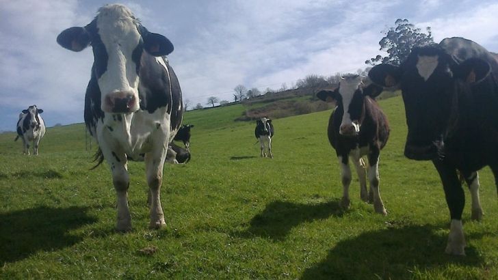 Las industrias lácteas españolas han recogido en enero 582.100 toneladas de leche, un 0,5% menos que en 2016.