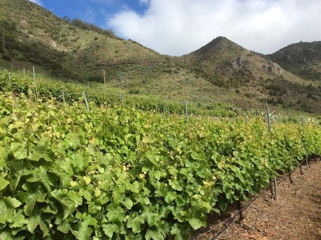 Tenerife se convierte esta semana en la capital nacional del vino.