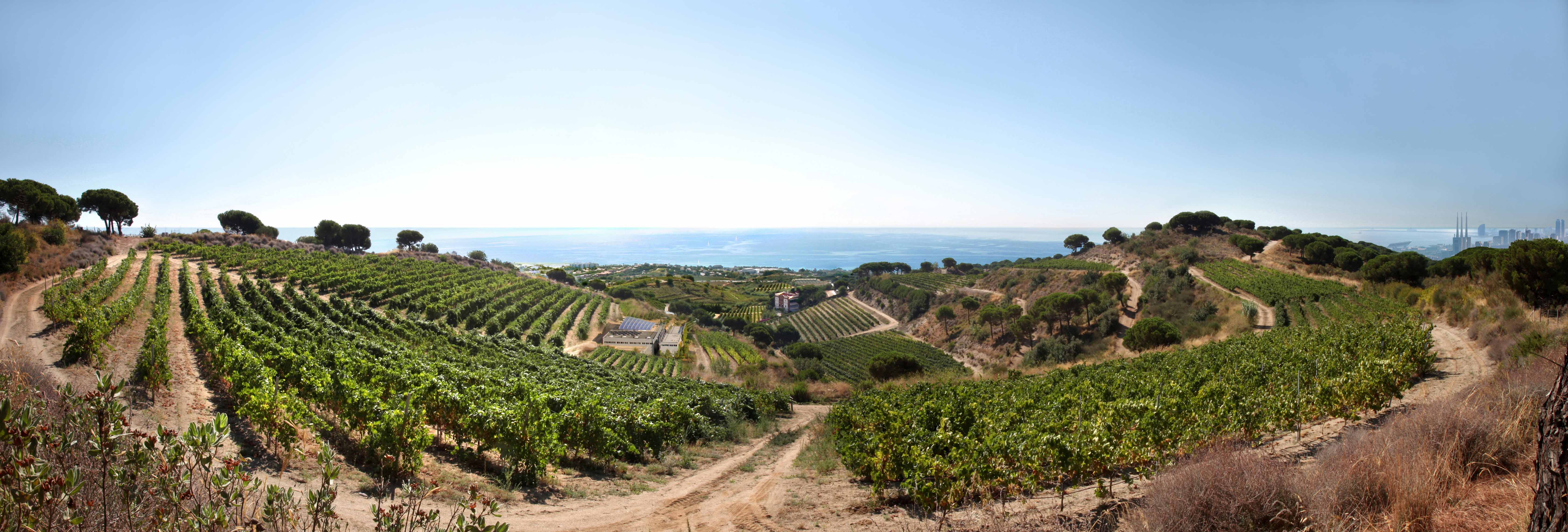 Alta Alella traspasa su cava ecológico a Grupo Perelada.