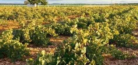 Valladolid, capital mundial del vino en abril con el congreso ‘Retos de la producción y comercialización vitivinícola’  .