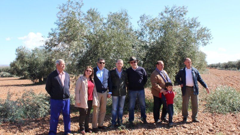La producción de aceite de oliva en Toledo es de 35.000 toneladas, 17% menos que 2016.