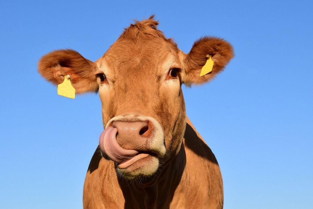 Tecnología aplicada para sacar más leche a las vacas.