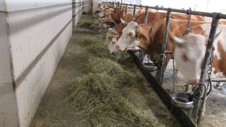 Las cinco principales productoras mundiales de leche esperan un aumento de la producción del 1% en 2017.