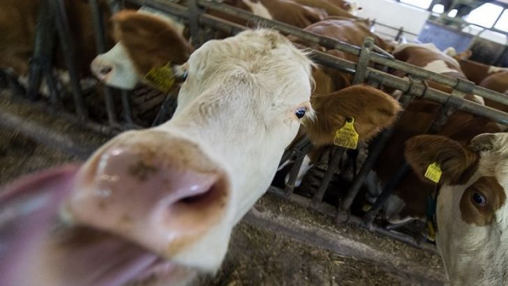 LTO fija el precio medio de la leche en Europa, en febrero de 2017, en 33,44 euros, un 14% más que hace un año.