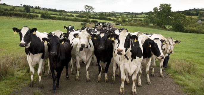 COAG alerta por la caída de productores de leche de vaca en el último año por el sistema de cuotas .
